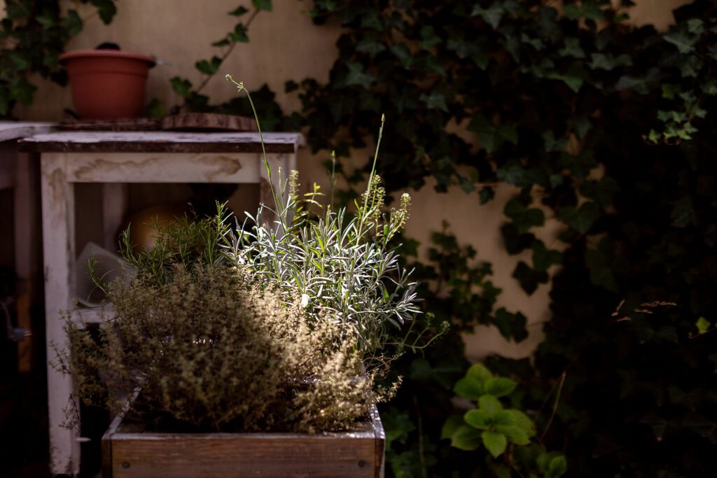 image of a plant in a family garden