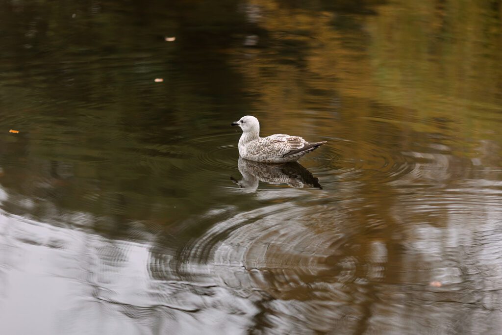 bird on the lake in st stephen's green park