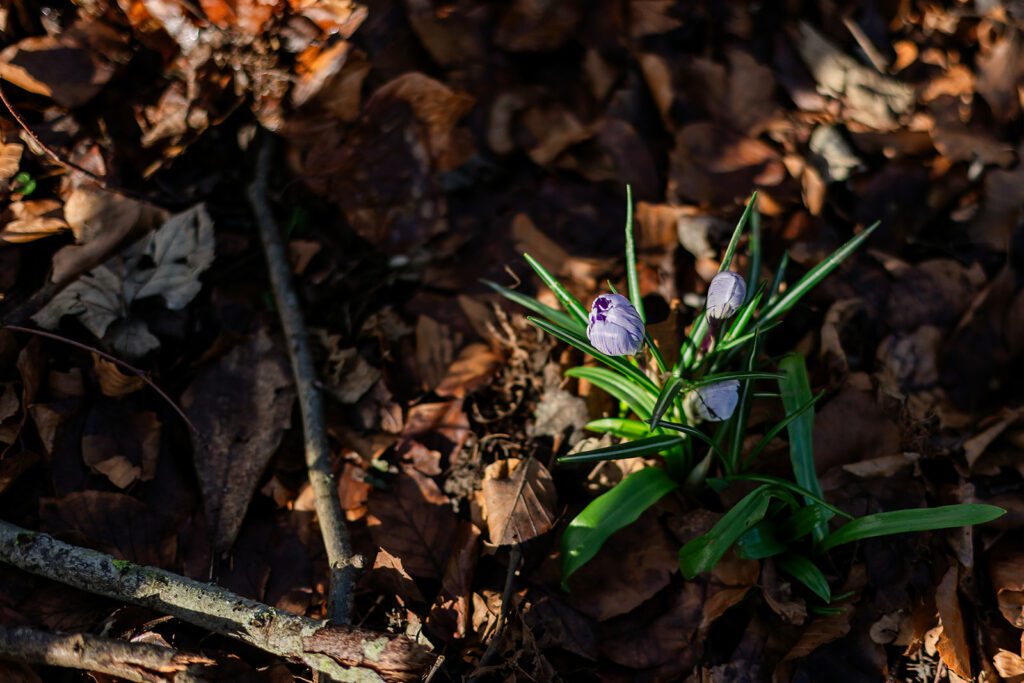 detail of a flower in winter, Family photography Memorial Garden Dublin
