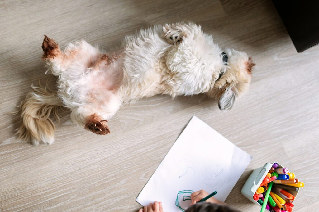dog relaxing at home, Clonsilla, Castleknock, Blanchardstown family photographer