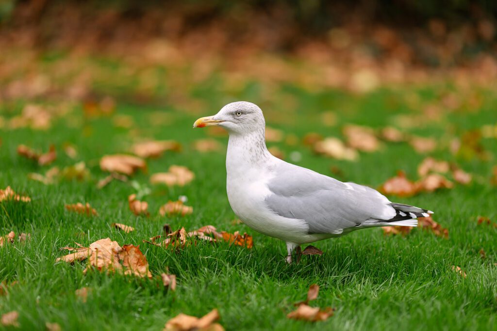 seagull in Dublin park
