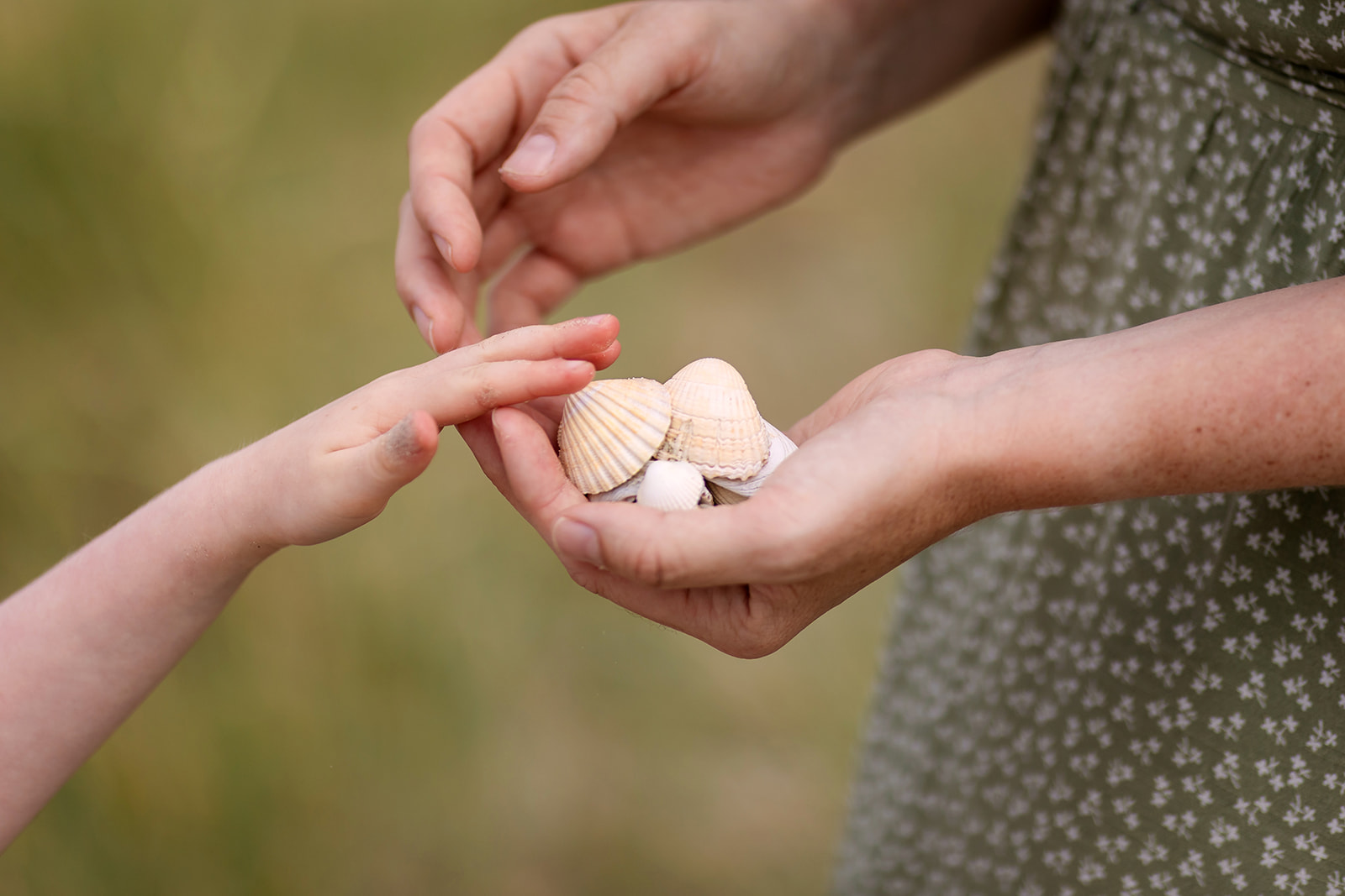 hands holding sea shells