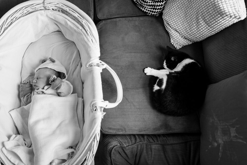newborn sleeping in crib next to sleepy cat, documentary newborn photography vs studio